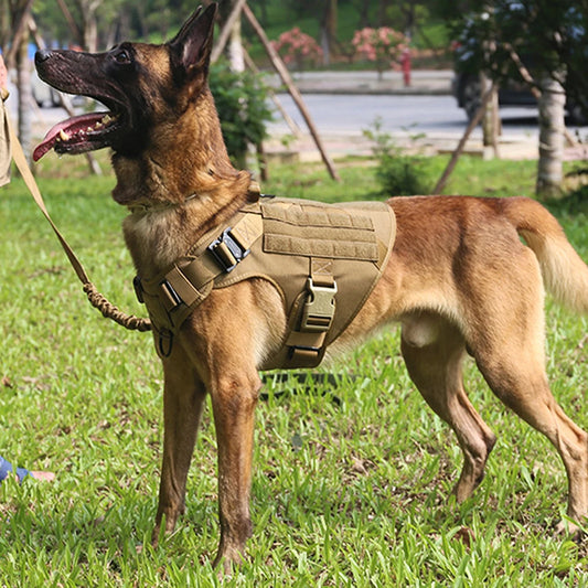 Large Dog Training Harness